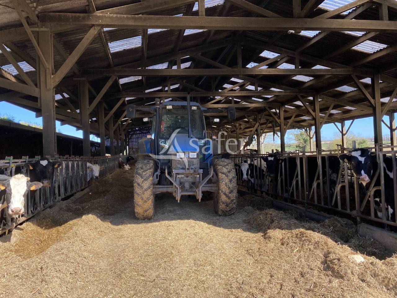 Schapen exploitatie Koop Allier