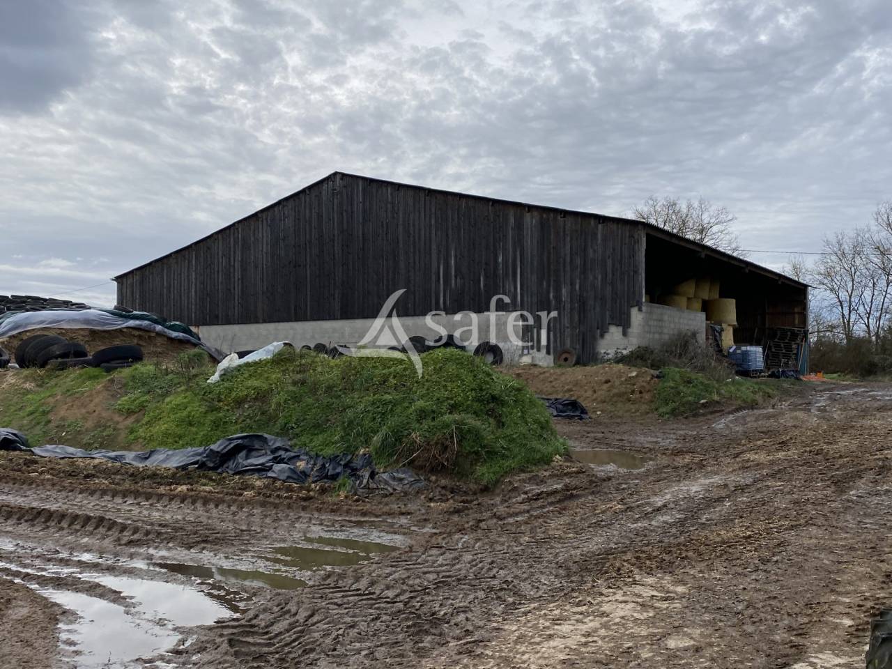 Schapen exploitatie Koop Allier