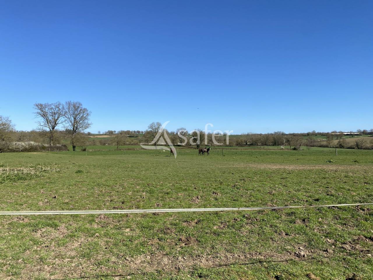 Schapen exploitatie Koop Allier