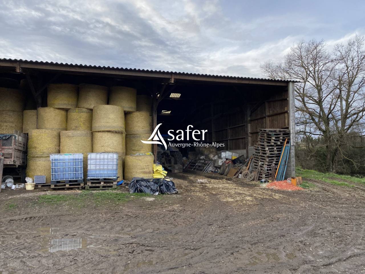 Schapen exploitatie Koop Allier