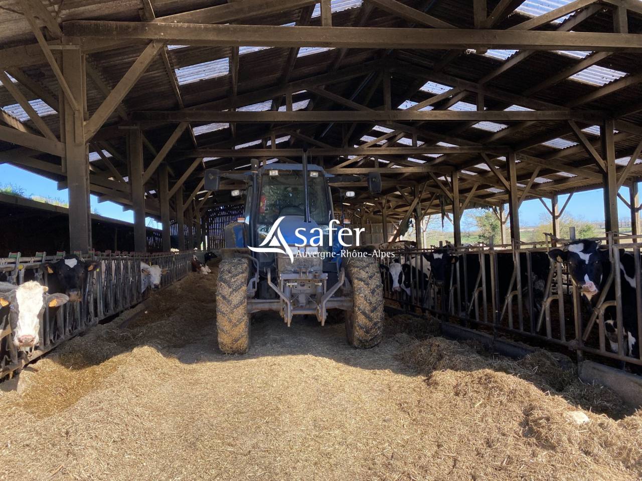 Schapen exploitatie Koop Allier