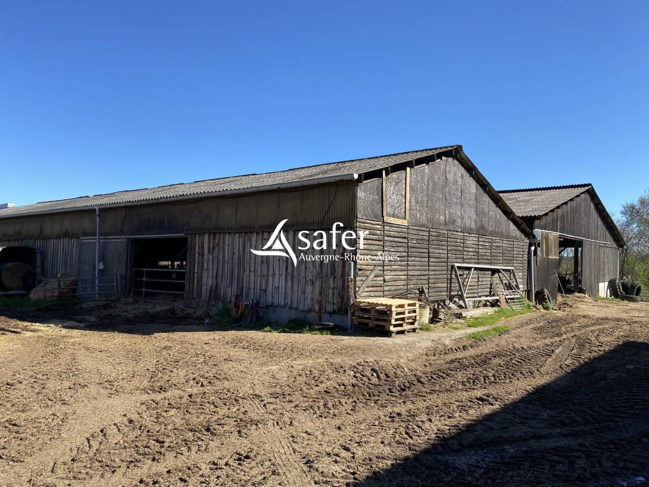 Schapen exploitatie Koop Allier