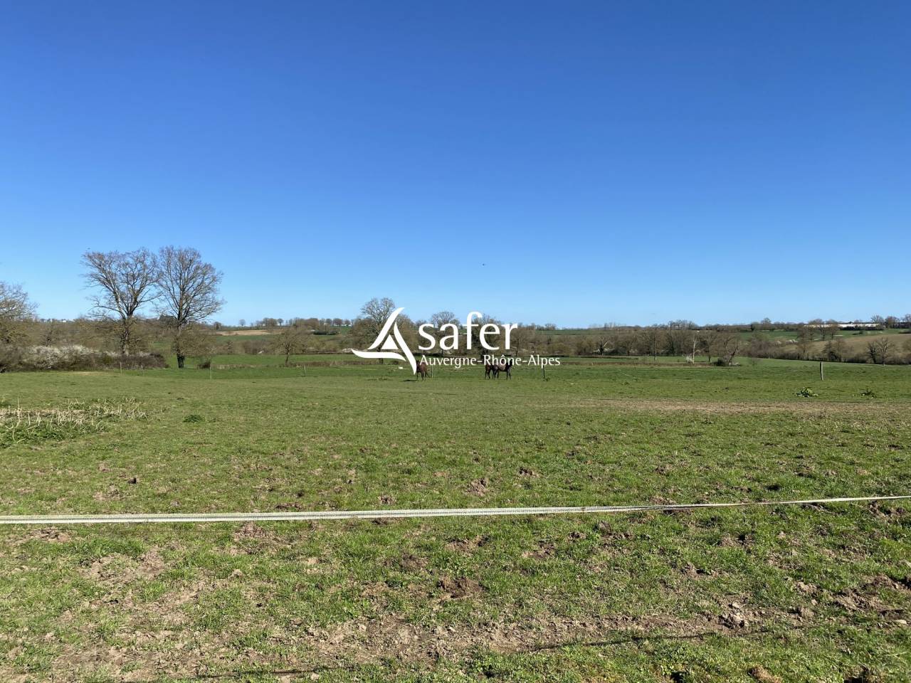 Schapen exploitatie Koop Allier