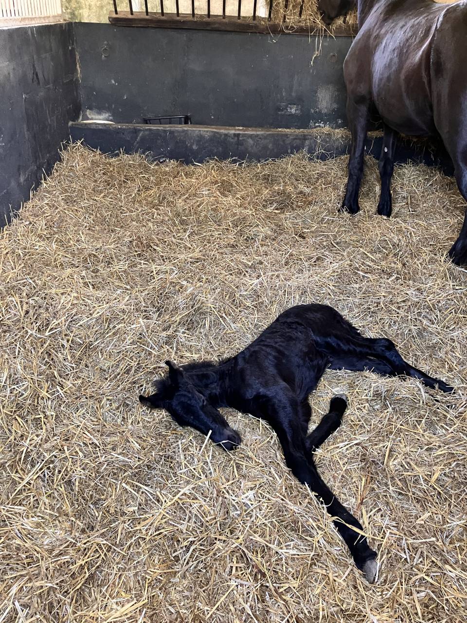 Veulen (vr) Fries Te koop 2025 Zwart ,  Hielke 530