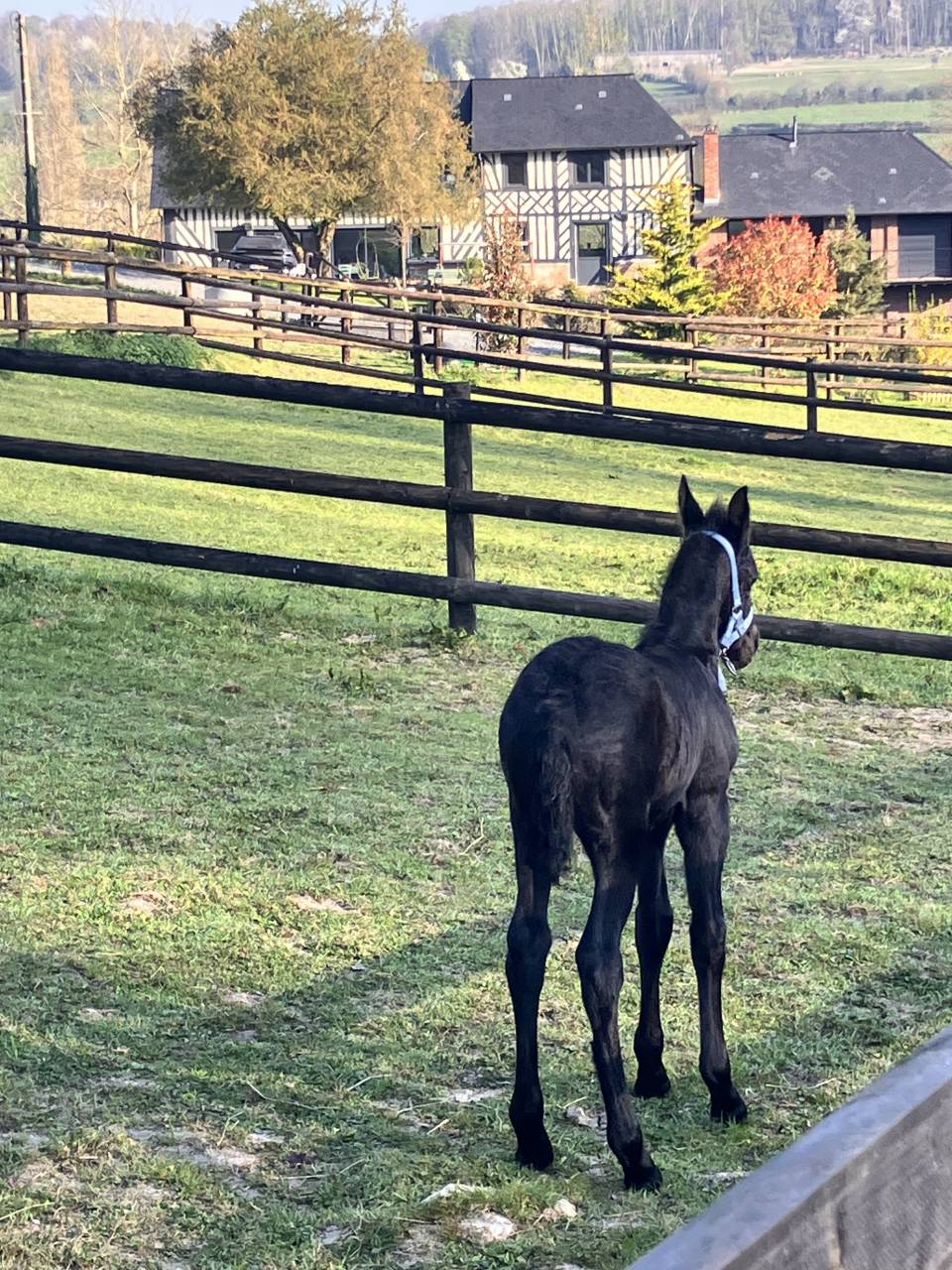 Veulen (vr) Fries Te koop 2025 Zwart ,  Hielke 530
