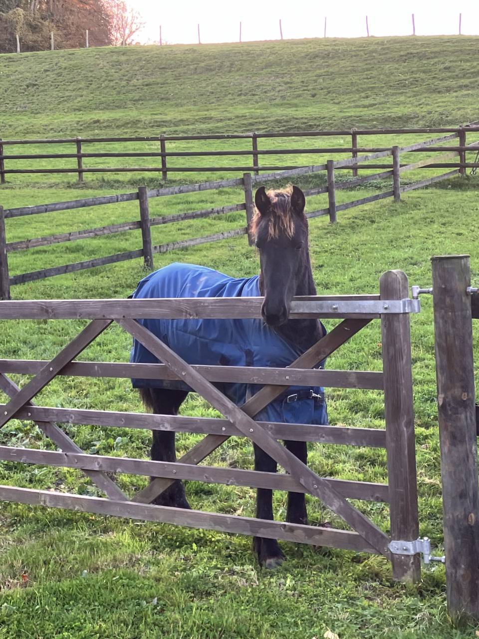 Veulen (vr) Fries Te koop 2025 Zwart ,  Hielke 530