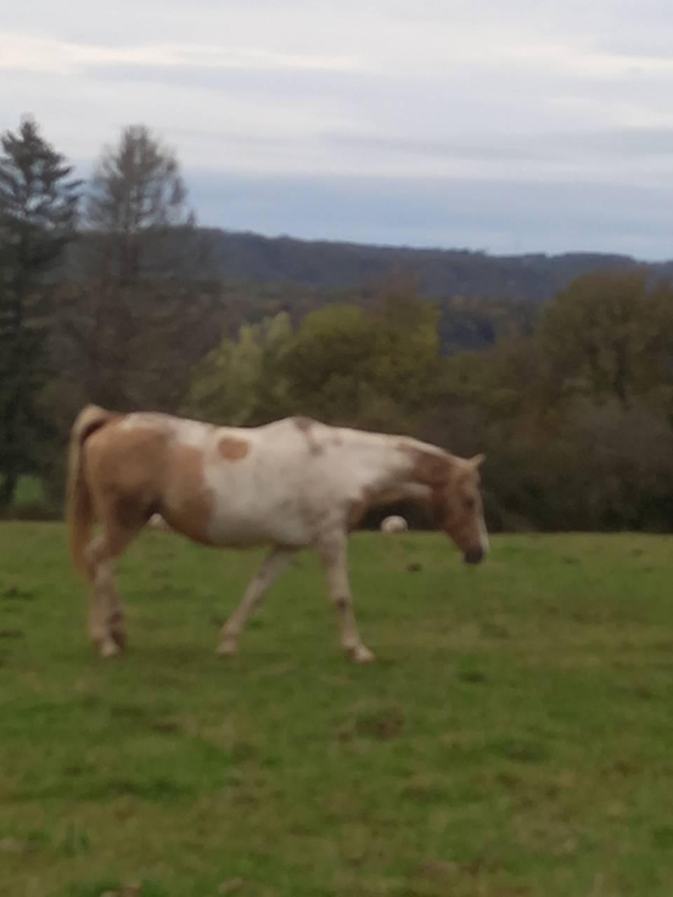 Merrie Palomino Te koop 2009 Bont ,  Eclair Rebel du Moulin Pré