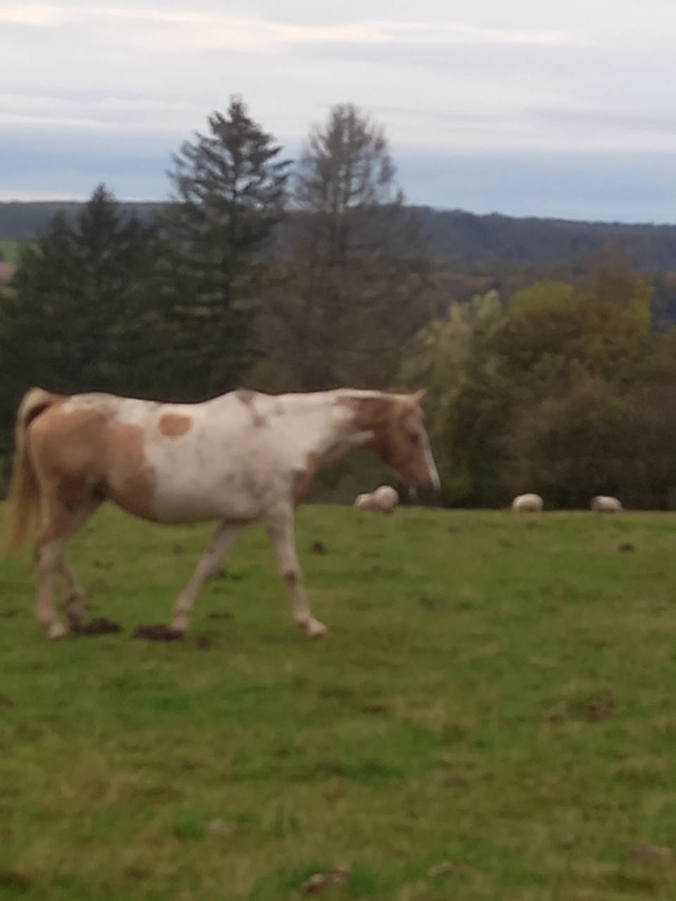 Merrie Palomino Te koop 2009 Bont ,  Eclair Rebel du Moulin Pré
