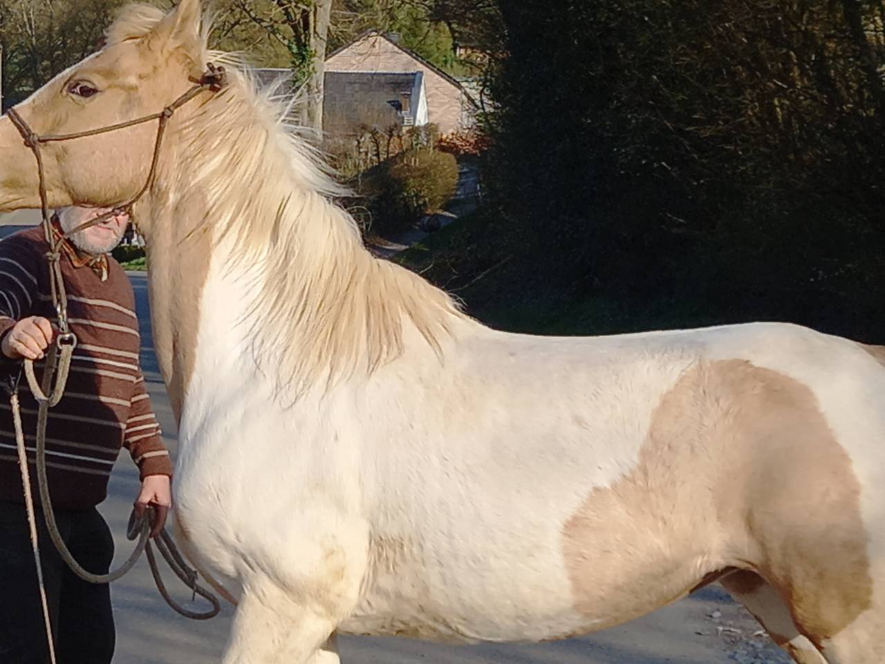 Merrie Palomino Te koop 2009 Bont ,  Eclair Rebel du Moulin Pré