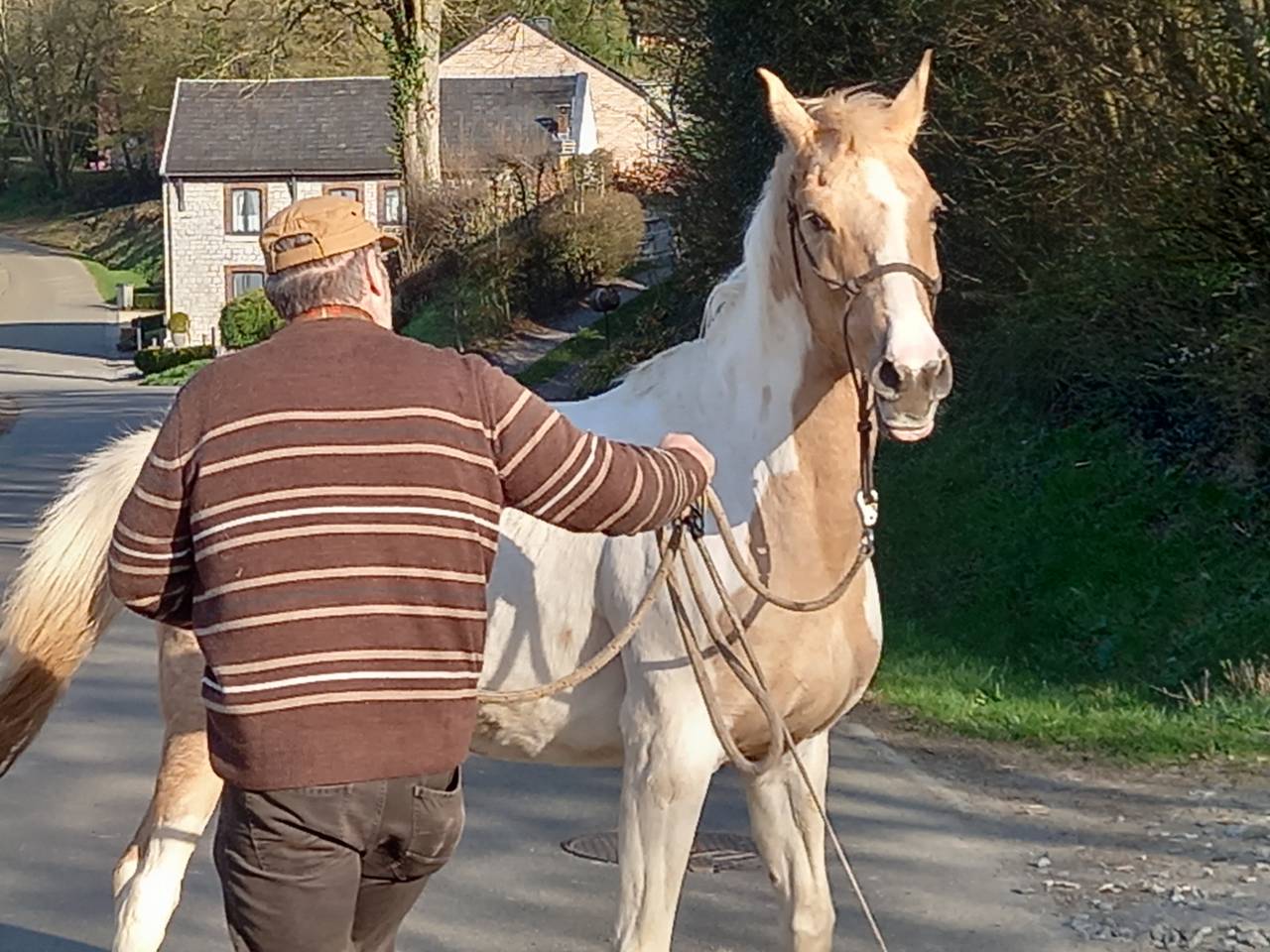 Merrie Palomino Te koop 2009 Bont ,  Eclair Rebel du Moulin Pré