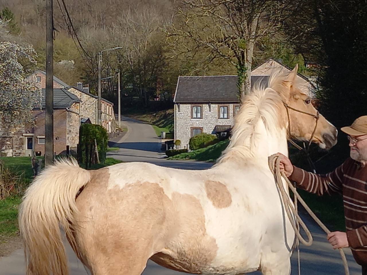 Merrie Palomino Te koop 2009 Bont ,  Eclair Rebel du Moulin Pré