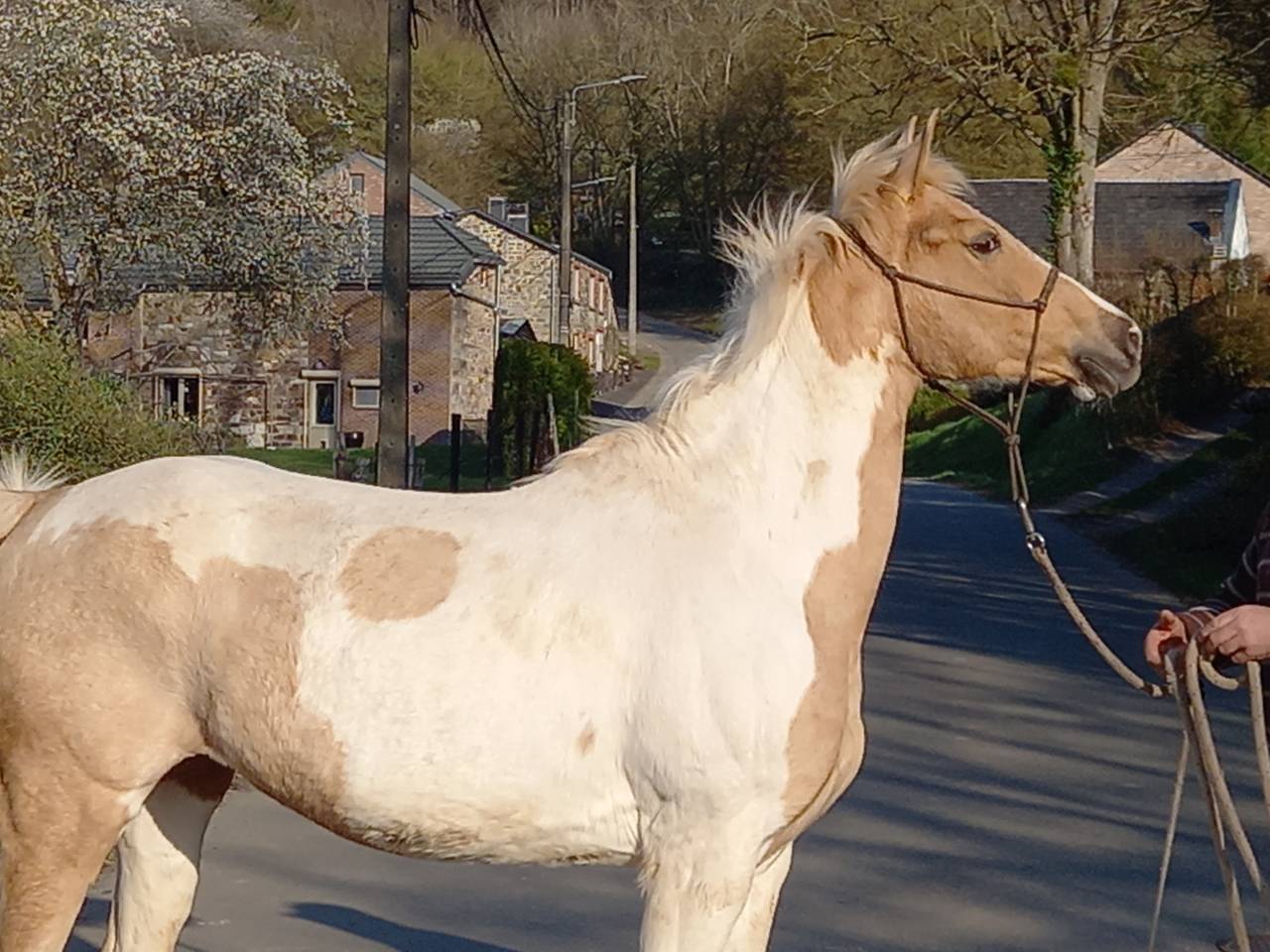 Merrie Palomino Te koop 2009 Bont ,  Eclair Rebel du Moulin Pré