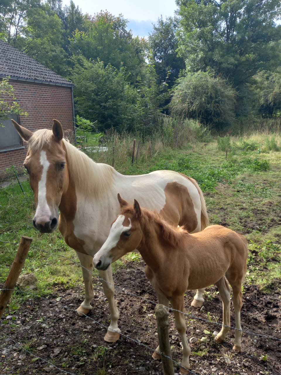 Merrie Palomino Te koop 2009 Bont ,  Eclair Rebel du Moulin Pré