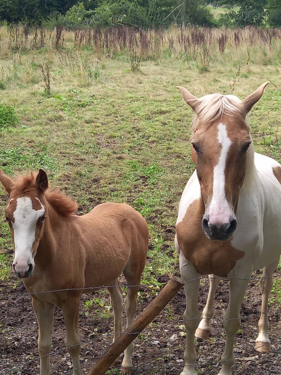 Merrie Palomino Te koop 2009 Bont ,  Eclair Rebel du Moulin Pré