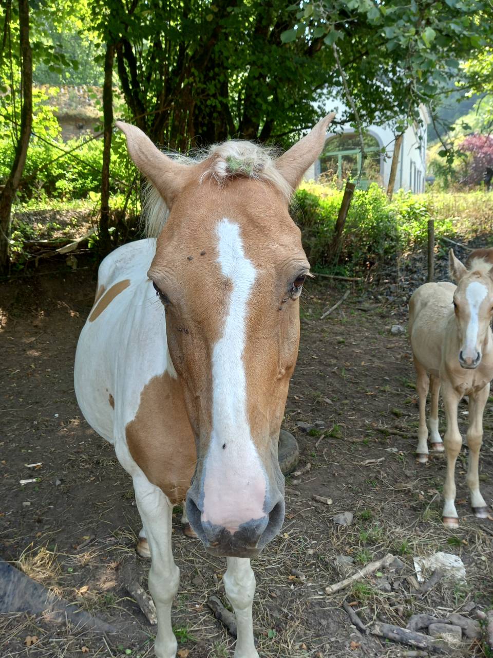 Merrie Palomino Te koop 2009 Bont ,  Eclair Rebel du Moulin Pré
