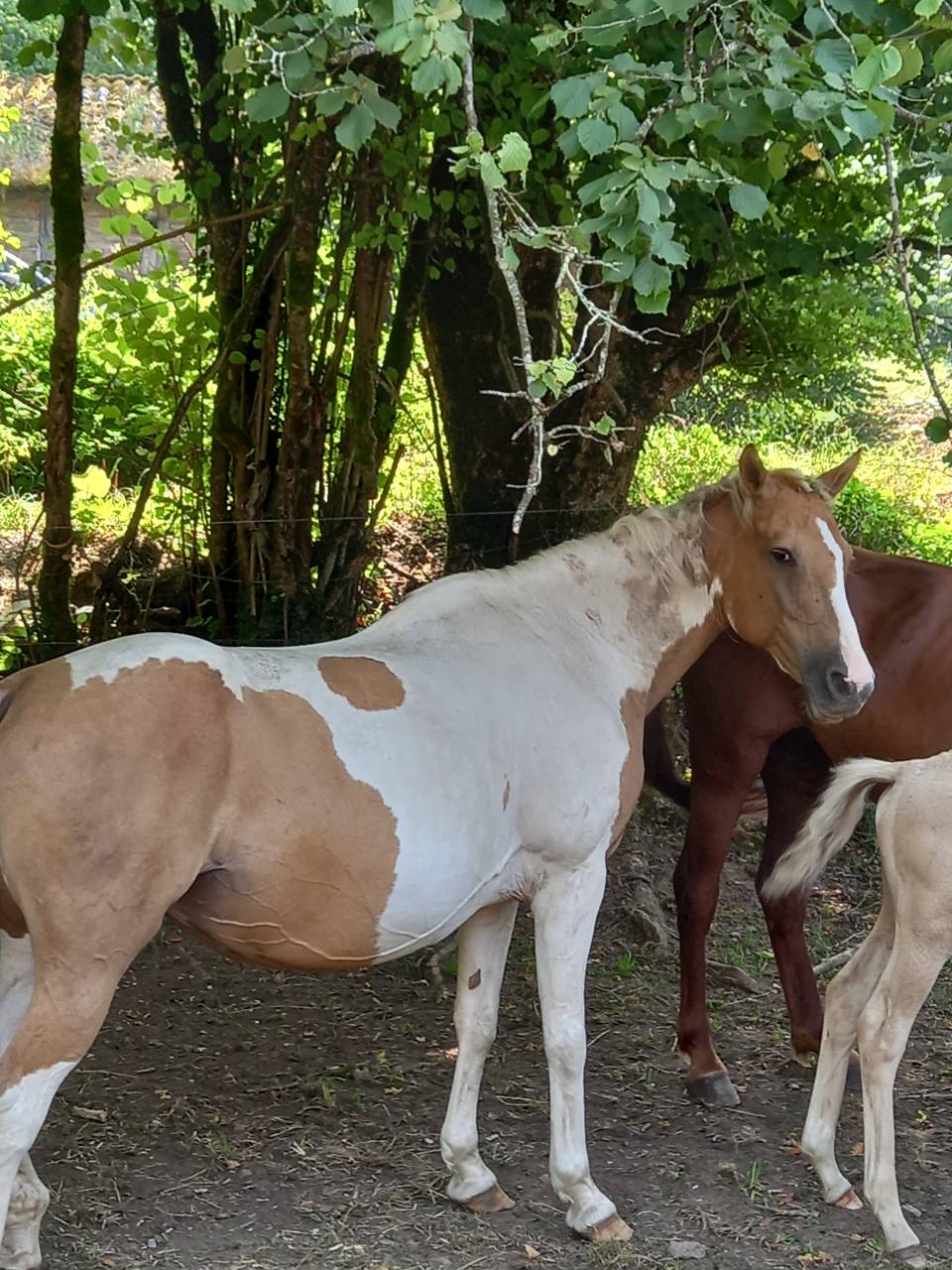 Merrie Palomino Te koop 2009 Bont ,  Eclair Rebel du Moulin Pré