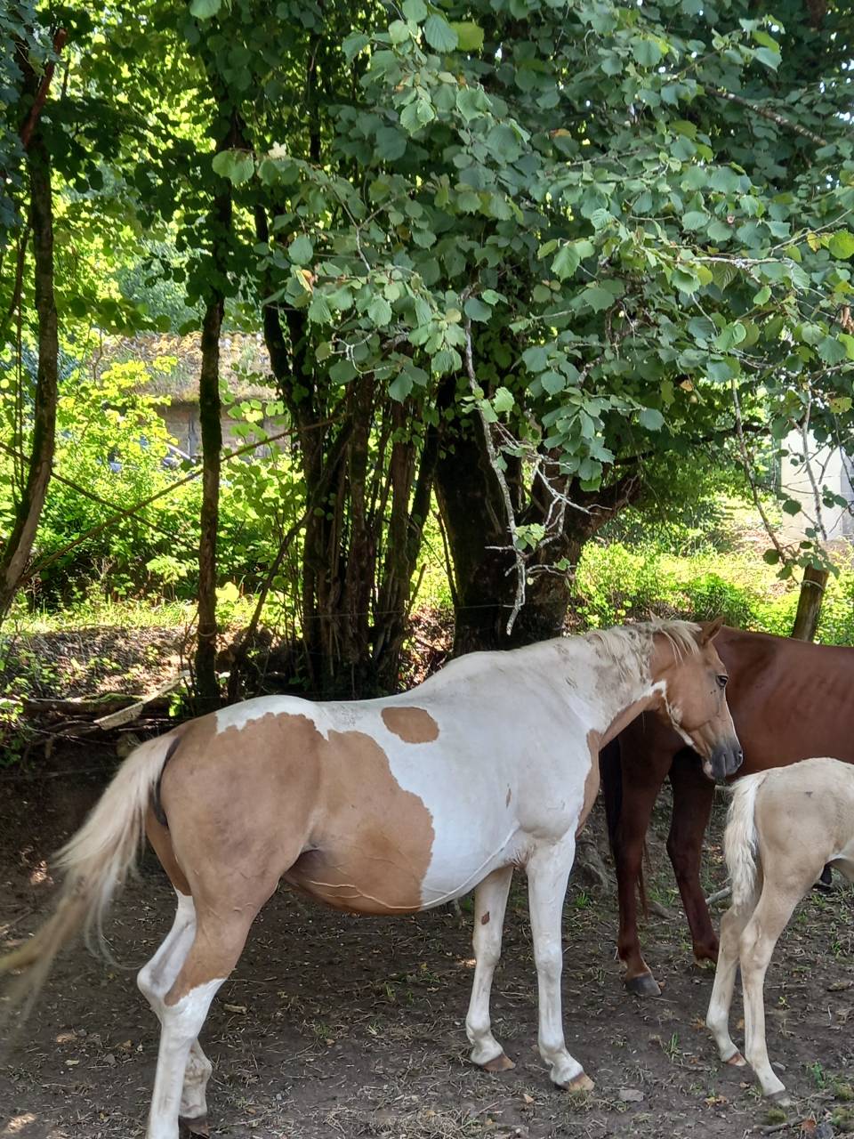 Merrie Palomino Te koop 2009 Bont ,  Eclair Rebel du Moulin Pré
