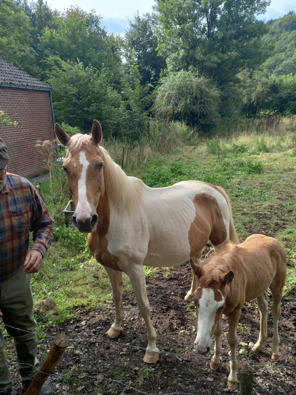 Merrie Palomino Te koop 2009 Bont ,  Eclair Rebel du Moulin Pré