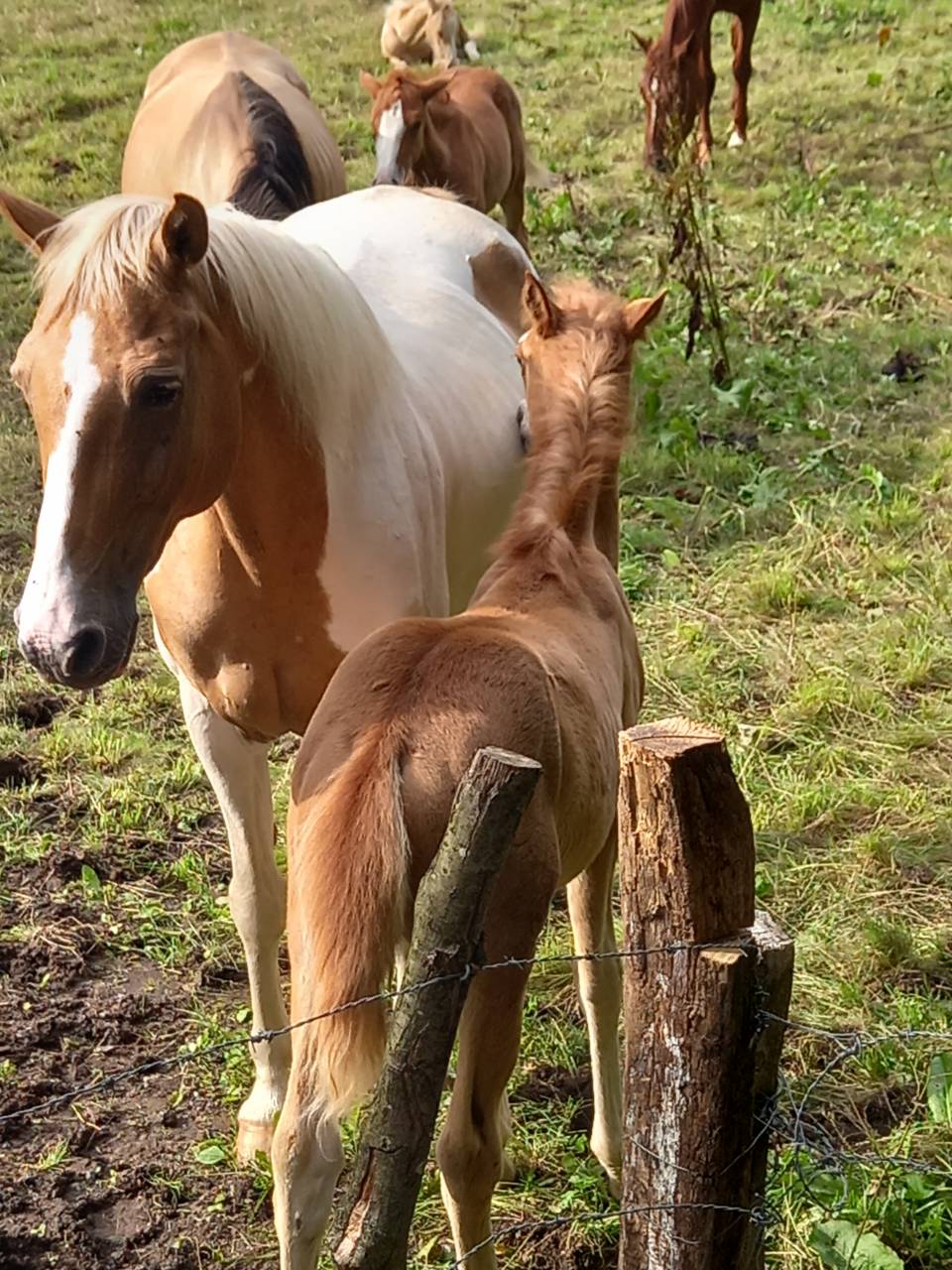 Merrie Palomino Te koop 2009 Bont ,  Eclair Rebel du Moulin Pré