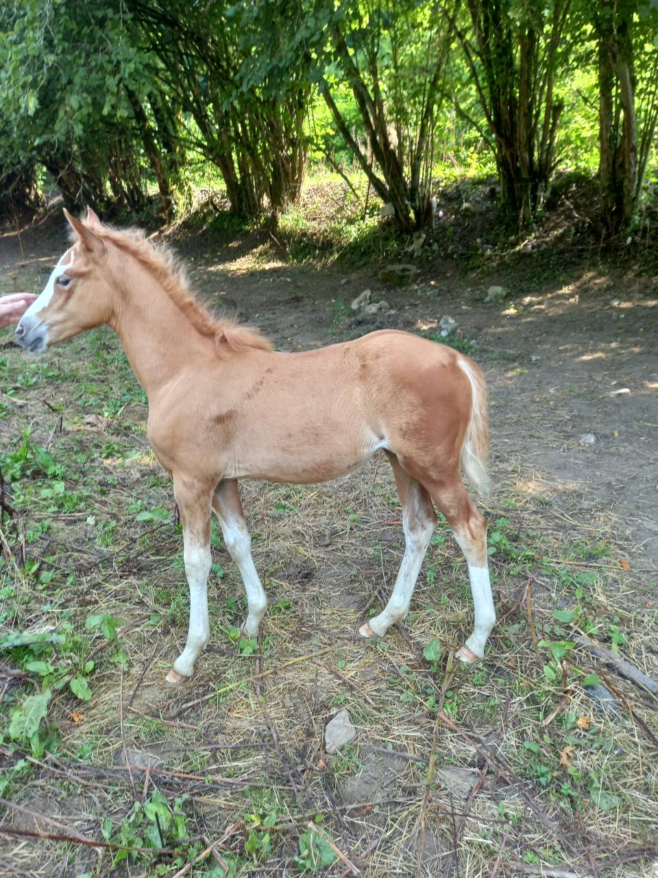 Merrie Palomino Te koop 2009 Bont ,  Eclair Rebel du Moulin Pré