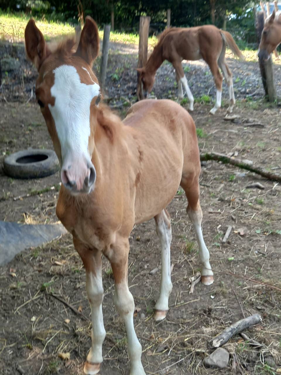 Merrie Palomino Te koop 2009 Bont ,  Eclair Rebel du Moulin Pré