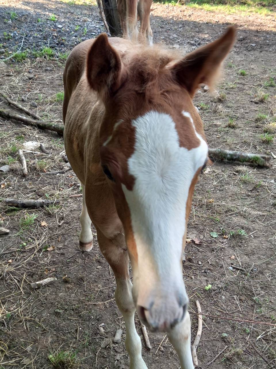 Merrie Palomino Te koop 2009 Bont ,  Eclair Rebel du Moulin Pré
