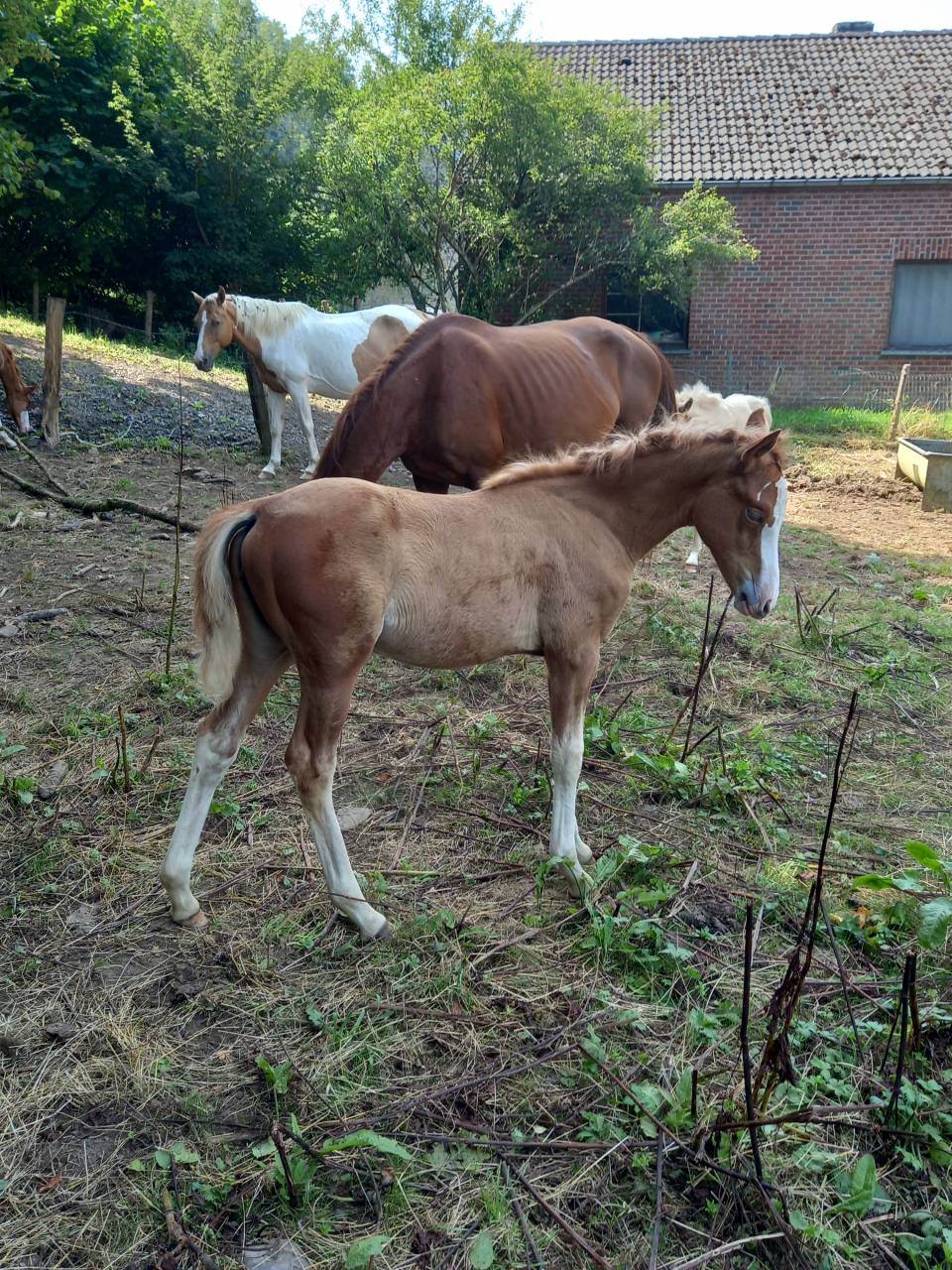 Merrie Palomino Te koop 2009 Bont ,  Eclair Rebel du Moulin Pré