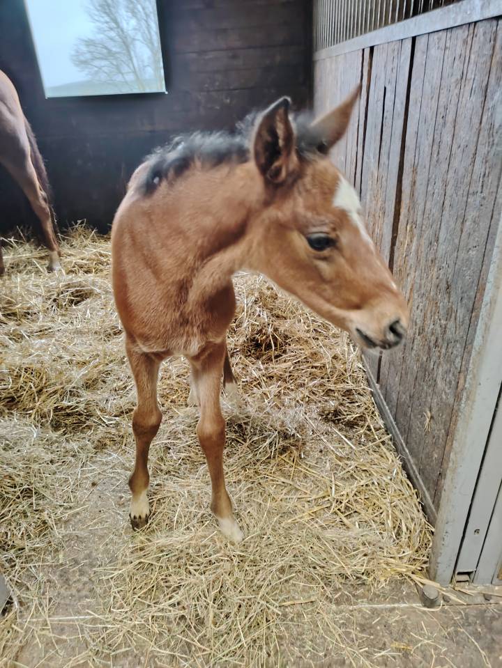 Veulen (ml) Franse rijpony PFS Te koop 2025 Bruin / Bai ,  NAJISCO D HARYNS