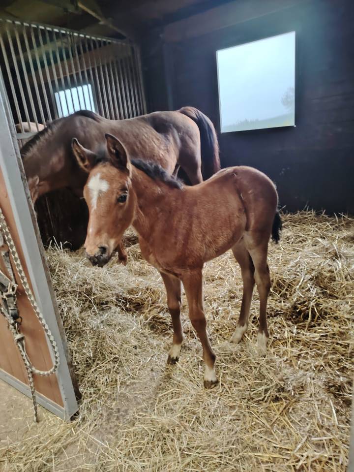 Veulen (ml) Franse rijpony PFS Te koop 2025 Bruin / Bai ,  NAJISCO D HARYNS