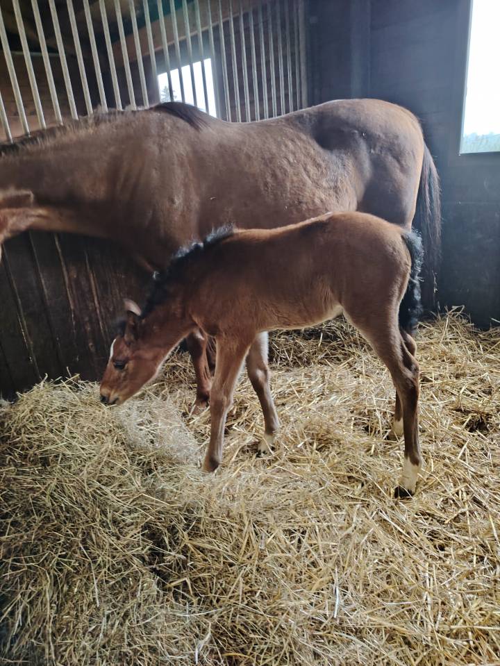 Veulen (ml) Franse rijpony PFS Te koop 2025 Bruin / Bai ,  NAJISCO D HARYNS