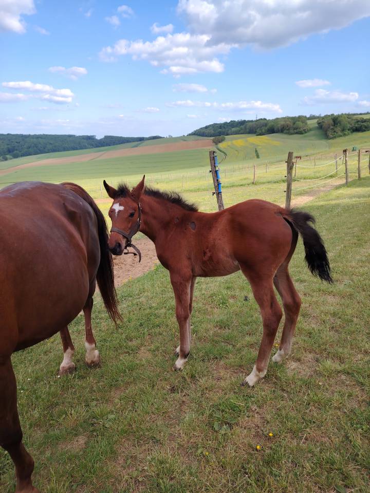 Veulen (ml) Franse rijpony PFS Te koop 2025 Bruin / Bai ,  NAJISCO D HARYNS