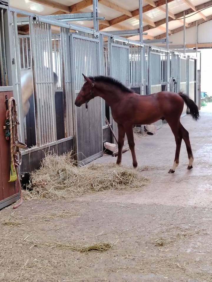 Veulen (ml) Franse rijpony PFS Te koop 2025 Bruin / Bai ,  NAJISCO D HARYNS