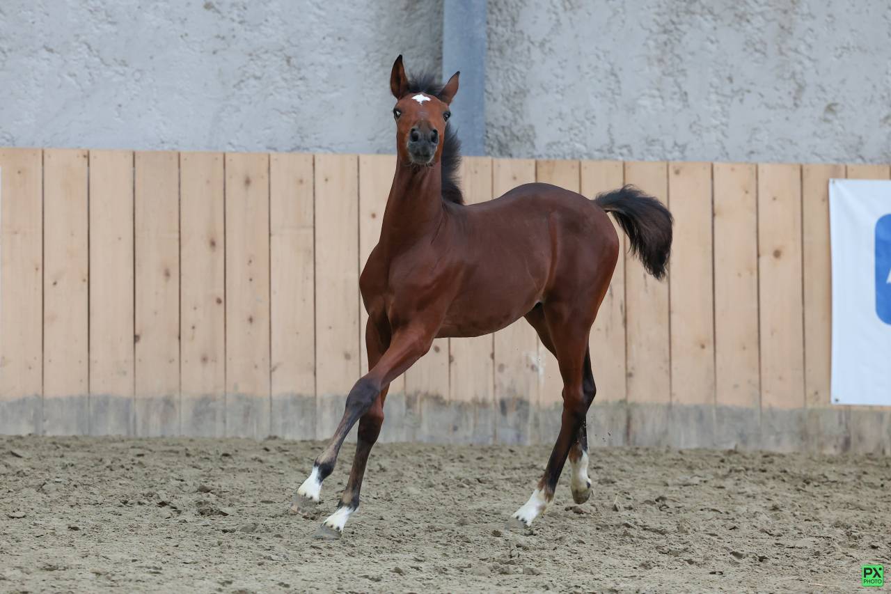 Veulen (ml) Franse rijpony PFS Te koop 2025 Bruin / Bai ,  NAJISCO D HARYNS