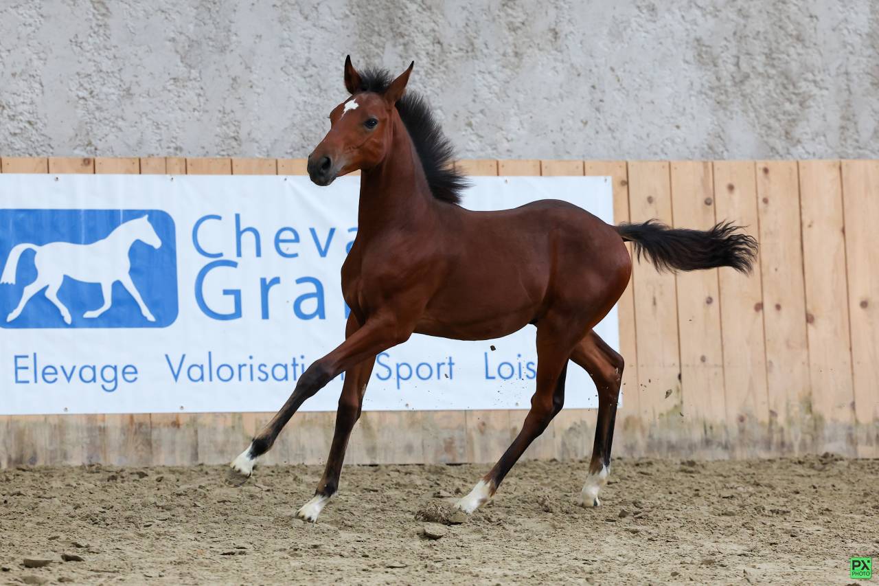 Veulen (ml) Franse rijpony PFS Te koop 2025 Bruin / Bai ,  NAJISCO D HARYNS