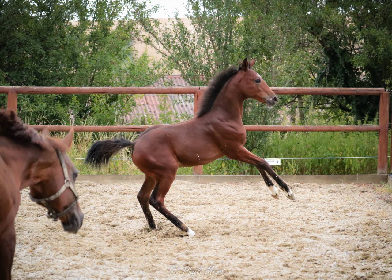 Veulen (ml) Franse rijpony PFS Te koop 2025 Bruin / Bai ,  NAJISCO D HARYNS
