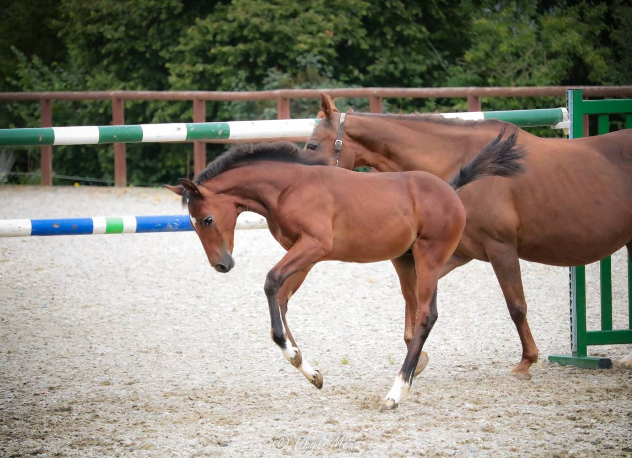 Veulen (ml) Franse rijpony PFS Te koop 2025 Bruin / Bai ,  NAJISCO D HARYNS