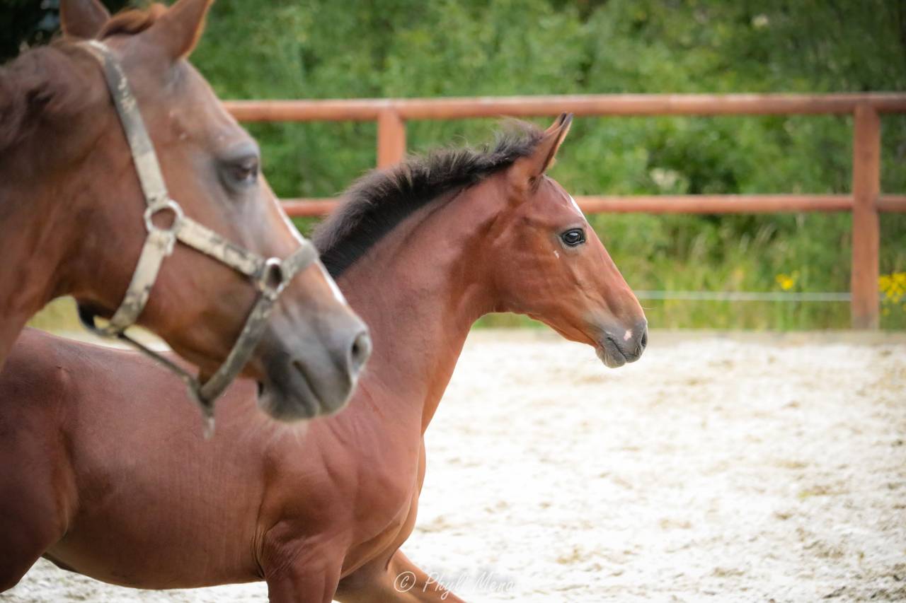 Veulen (ml) Franse rijpony PFS Te koop 2025 Bruin / Bai ,  NAJISCO D HARYNS