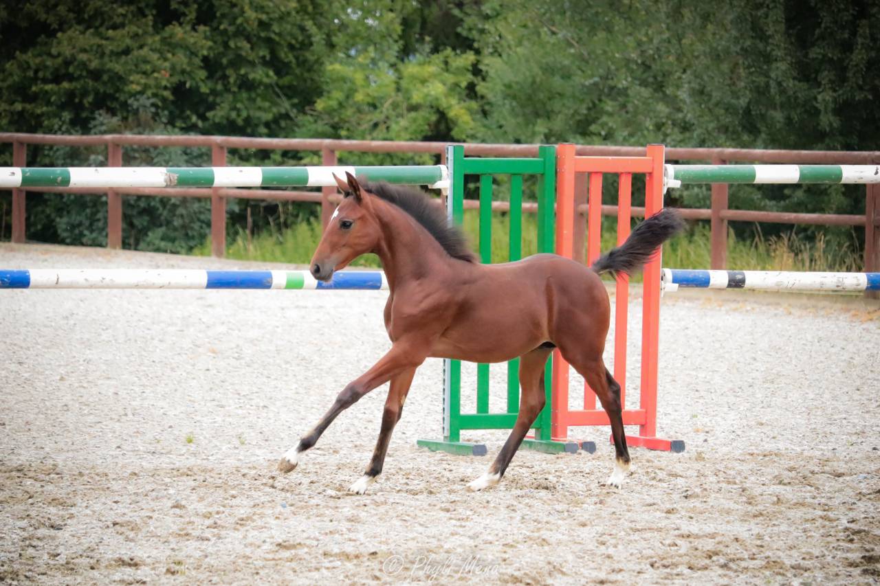 Veulen (ml) Franse rijpony PFS Te koop 2025 Bruin / Bai ,  NAJISCO D HARYNS