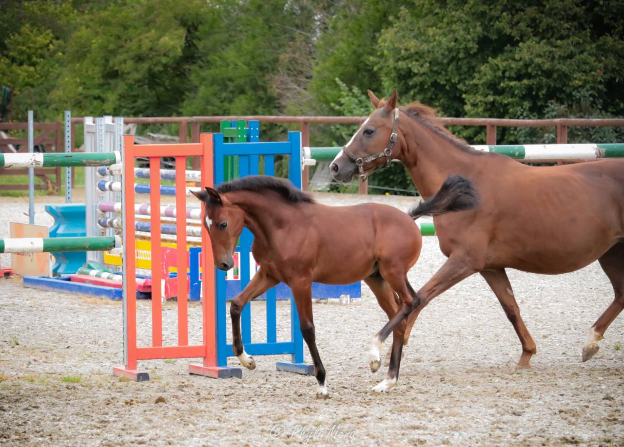 Veulen (ml) Franse rijpony PFS Te koop 2025 Bruin / Bai ,  NAJISCO D HARYNS