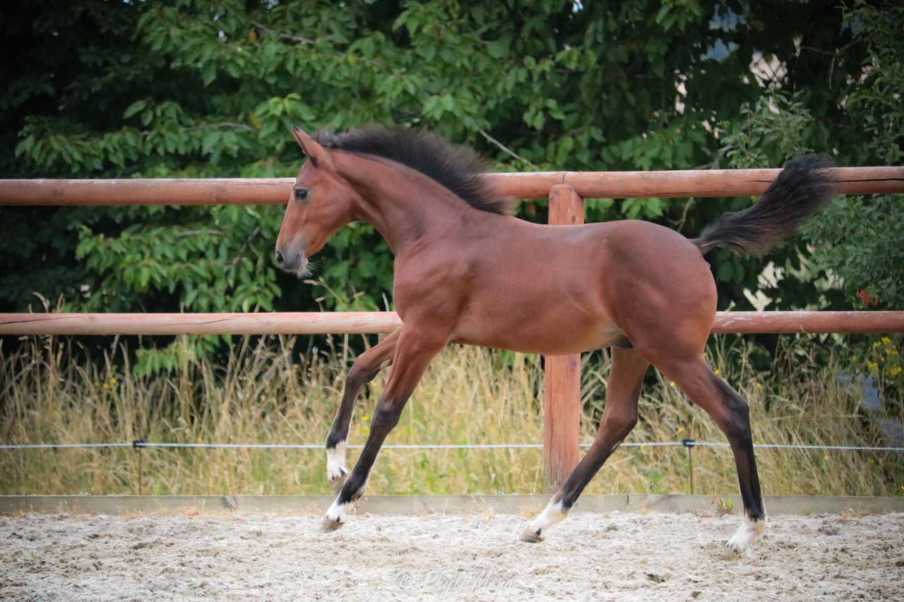 Veulen (ml) Franse rijpony PFS Te koop 2025 Bruin / Bai ,  NAJISCO D HARYNS