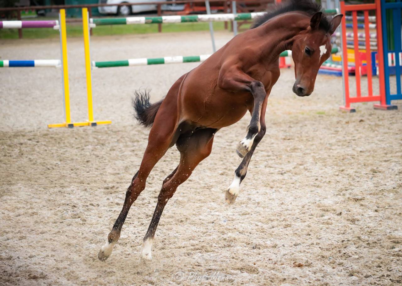 Veulen (ml) Franse rijpony PFS Te koop 2025 Bruin / Bai ,  NAJISCO D HARYNS