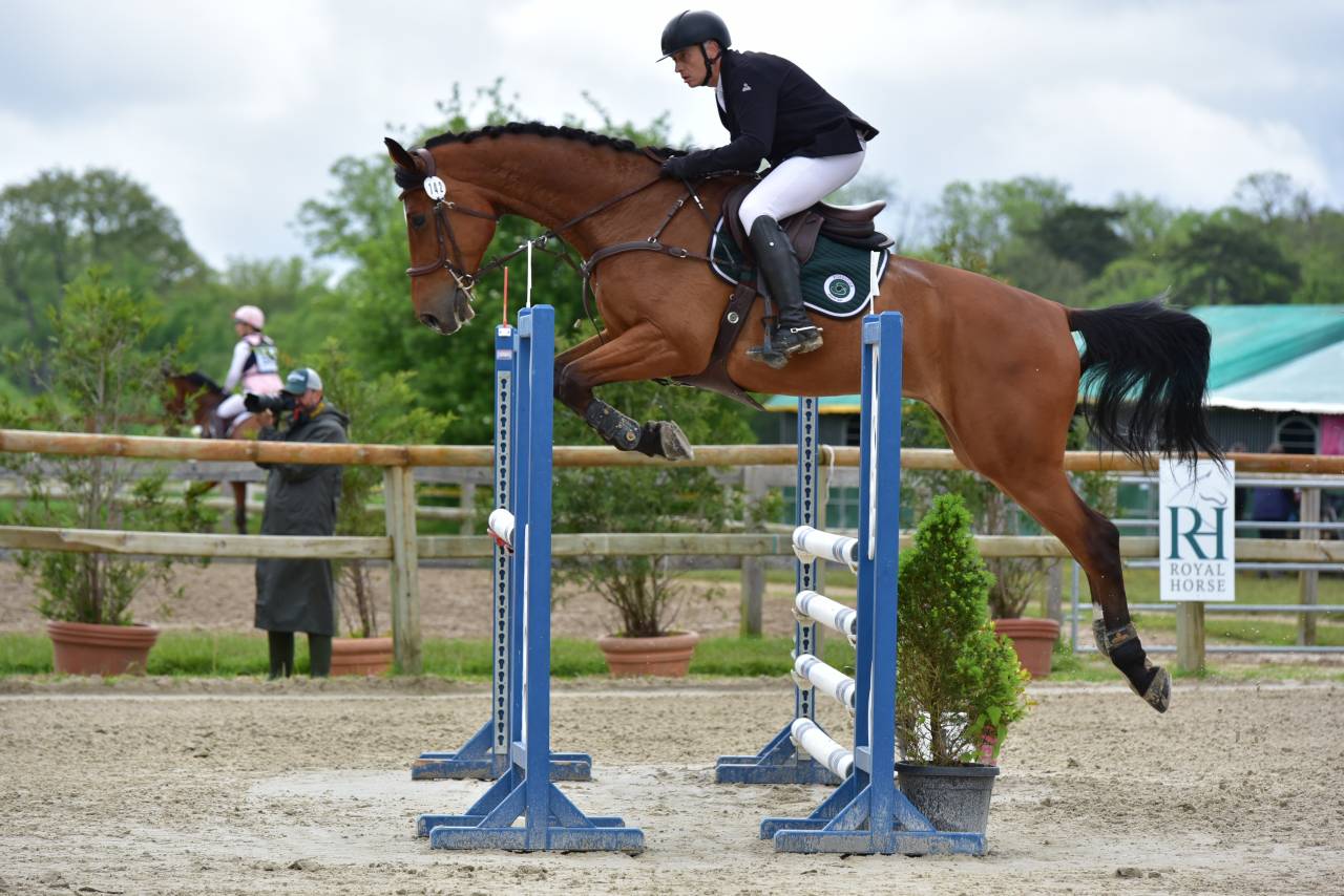 Ruin Zangersheide Te koop 2016 Donker bruin / bai ,  CROWN Z