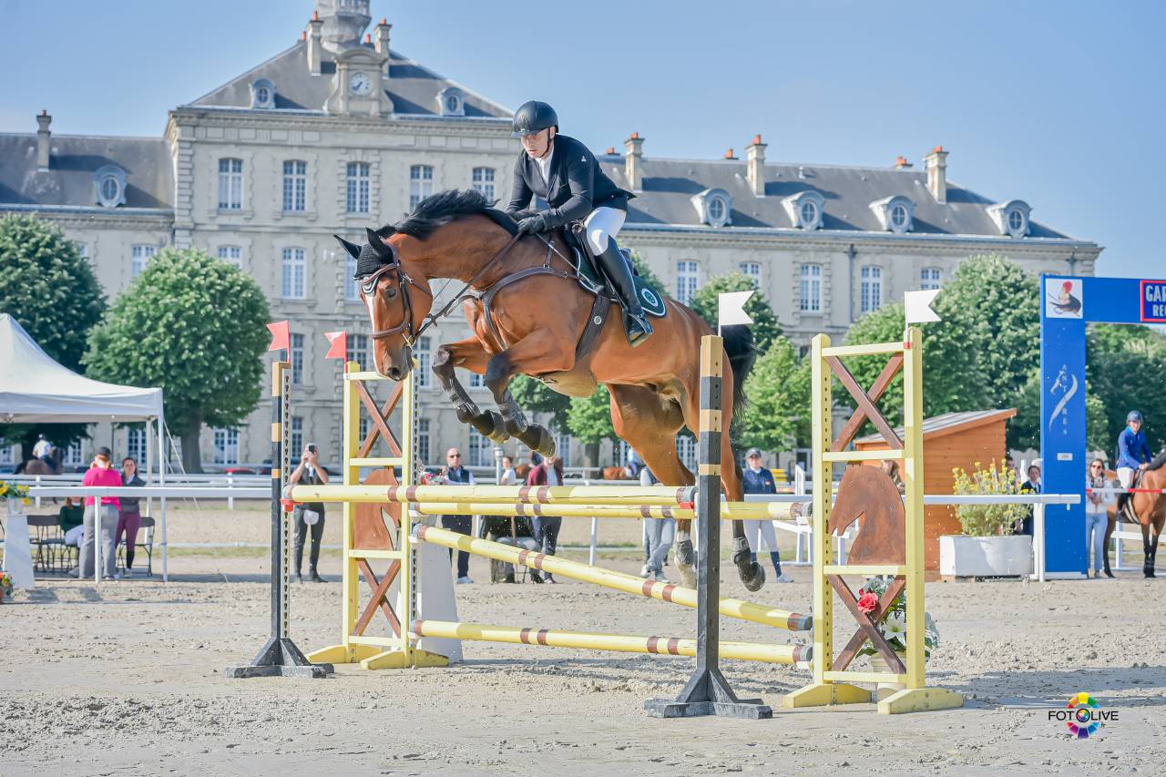 Ruin Zangersheide Te koop 2016 Donker bruin / bai ,  CROWN Z