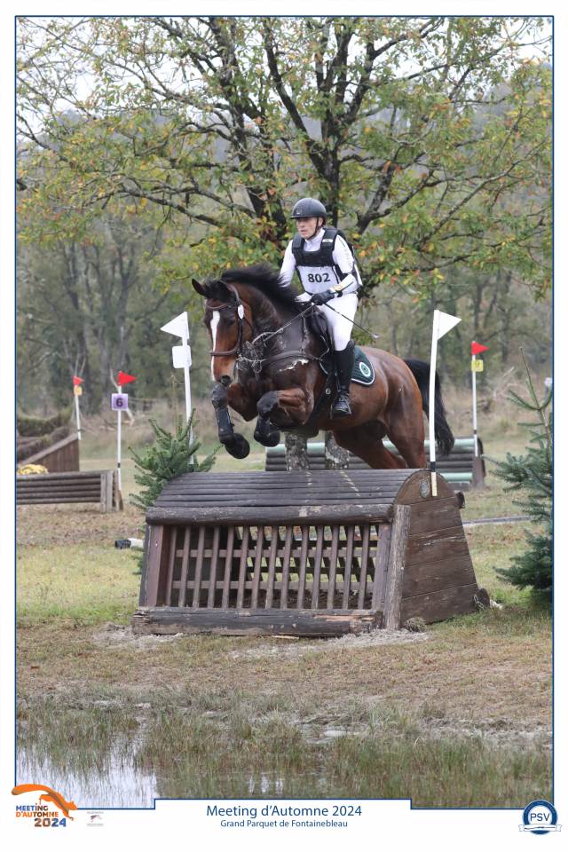 Ruin Zangersheide Te koop 2016 Donker bruin / bai ,  CROWN Z