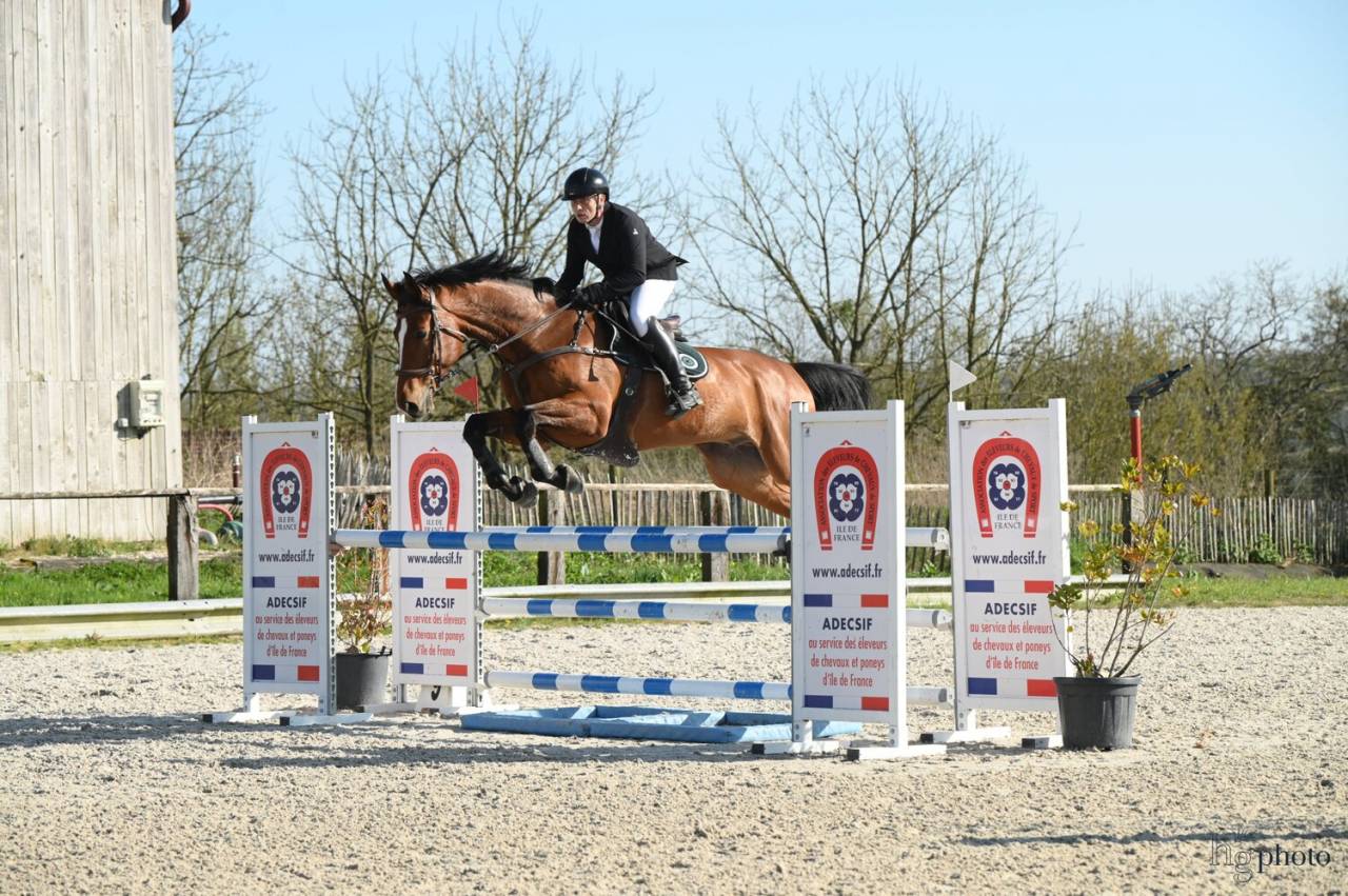 Ruin Zangersheide Te koop 2016 Donker bruin / bai ,  CROWN Z