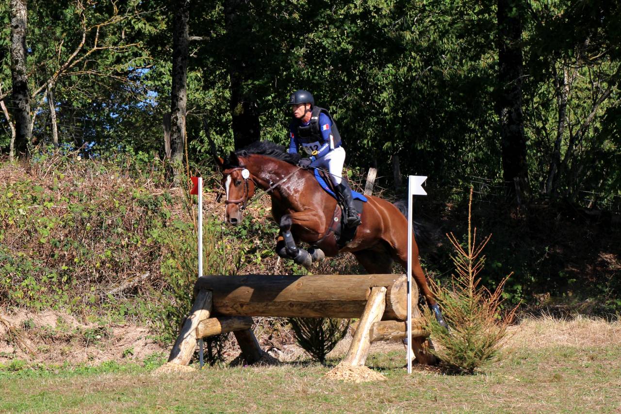 Ruin Zangersheide Te koop 2016 Donker bruin / bai ,  CROWN Z