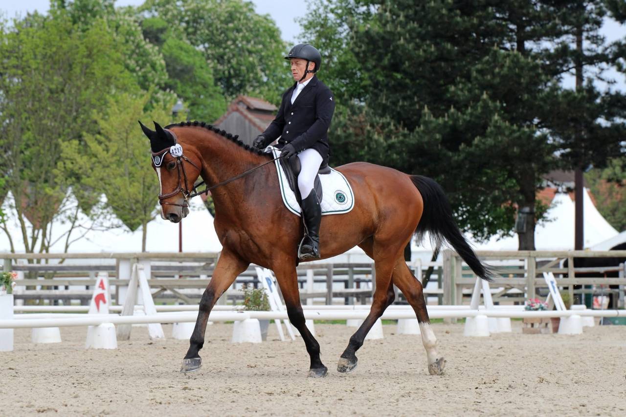 Ruin Zangersheide Te koop 2016 Donker bruin / bai ,  CROWN Z