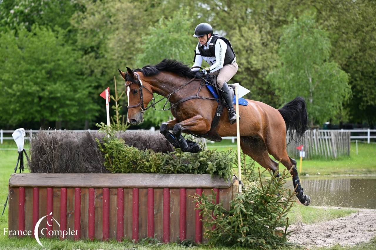 Ruin Zangersheide Te koop 2016 Donker bruin / bai ,  CROWN Z