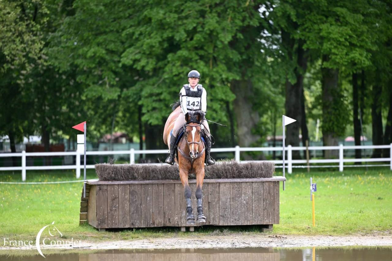 Ruin Zangersheide Te koop 2016 Donker bruin / bai ,  CROWN Z