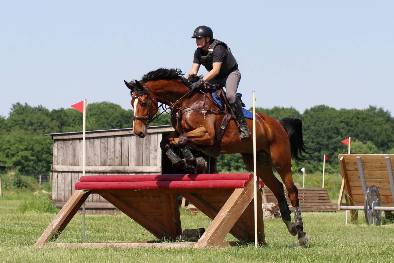 Ruin Zangersheide Te koop 2016 Donker bruin / bai ,  CROWN Z